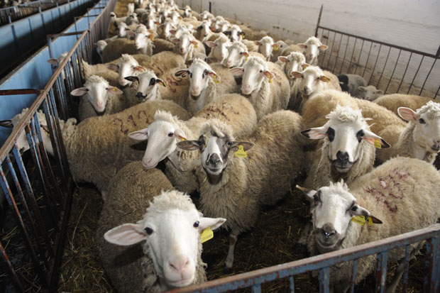 Утихнула јагњад на сточним пијацама